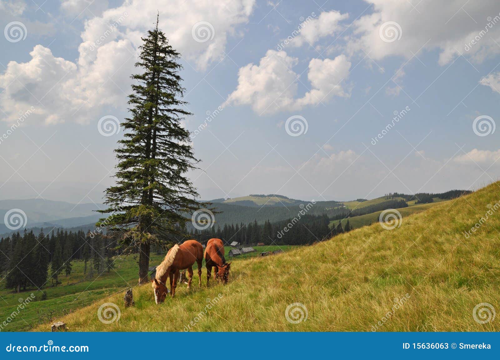Horses on a hillside stock image. Image of hillside, farm 15636063