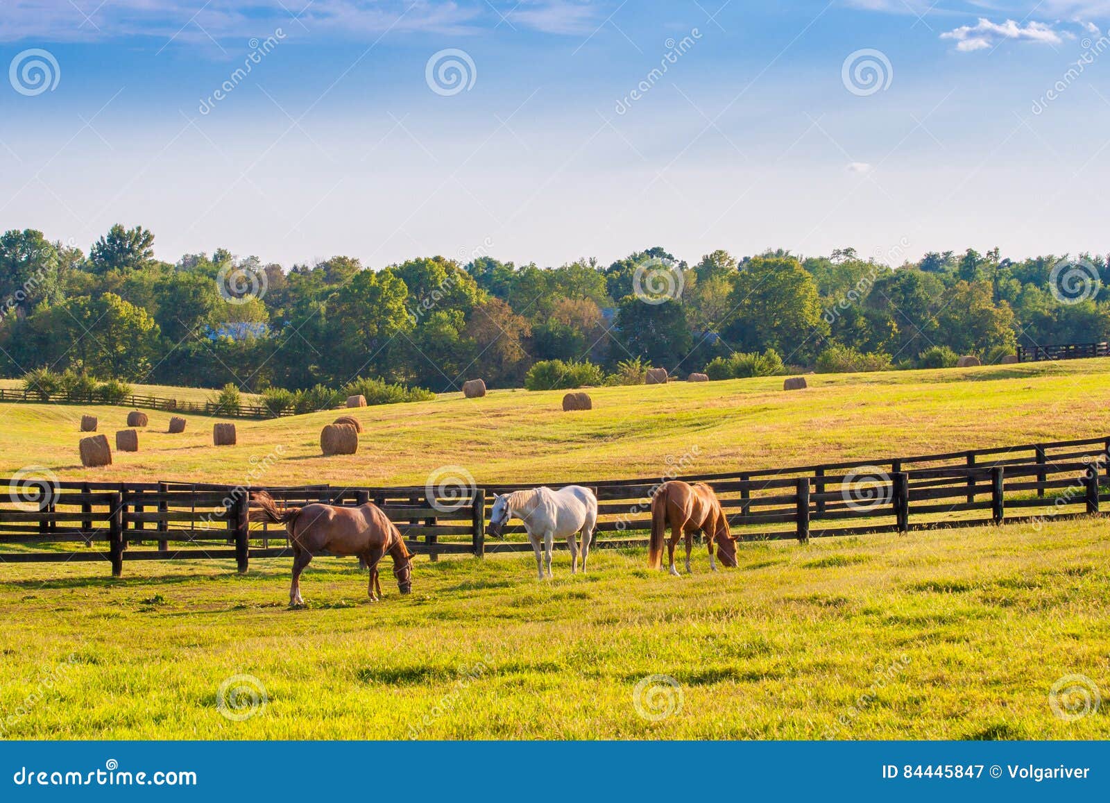 horses at horse farm. country summer landscape