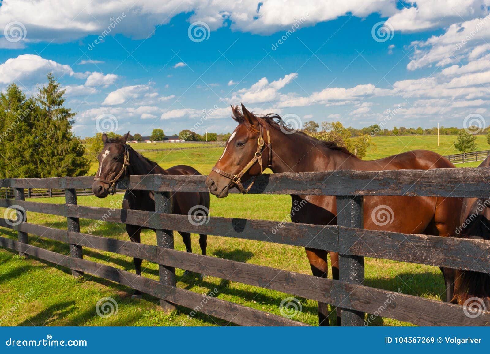 horses at horse farm