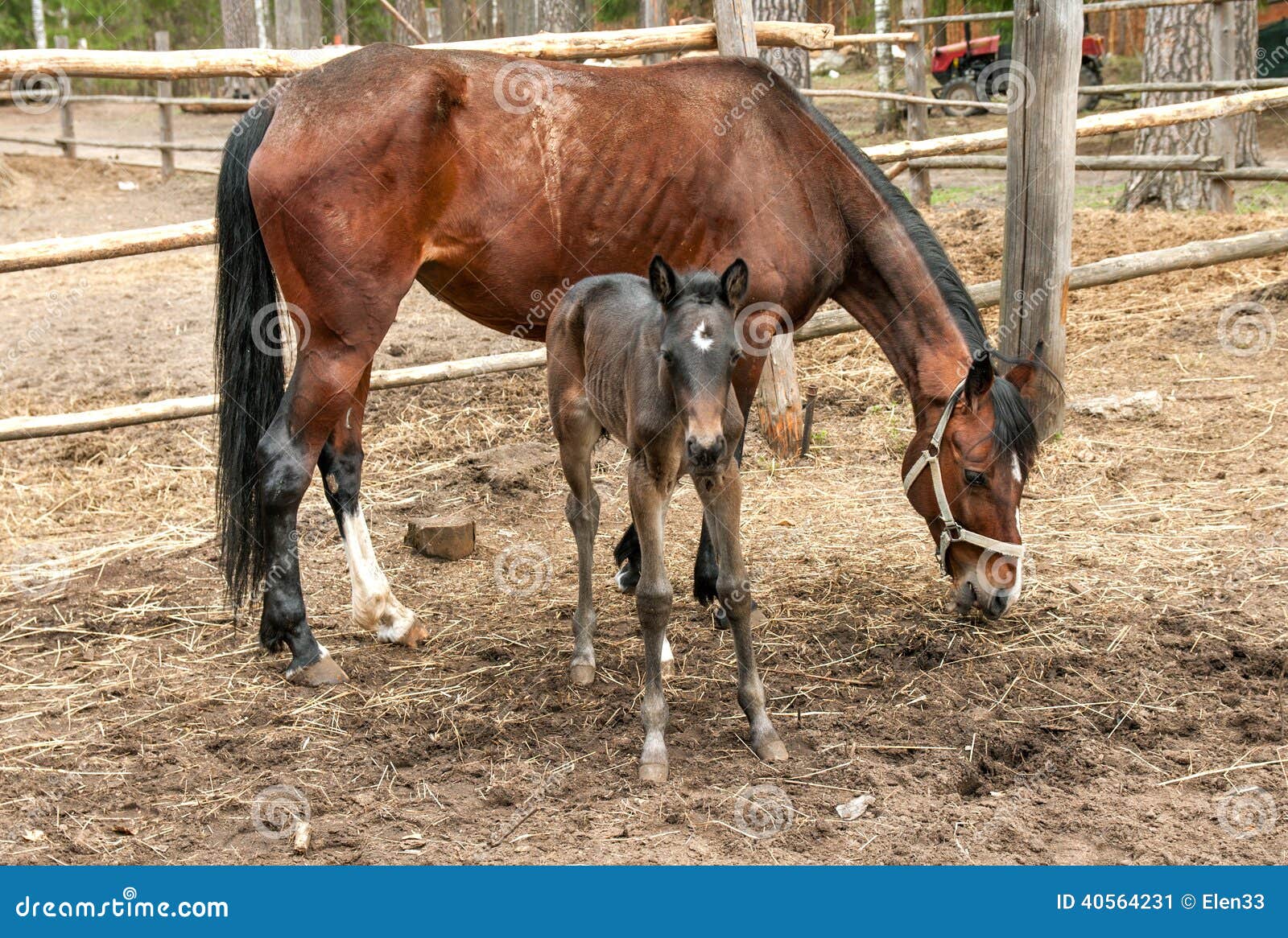 Horses. Horse and its foal standing