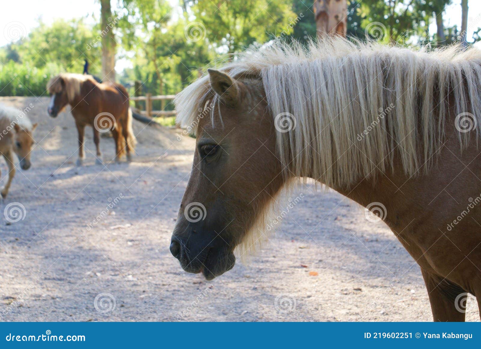 2 116 Horse Standing Still Photos Free Royalty Free Stock Photos From Dreamstime