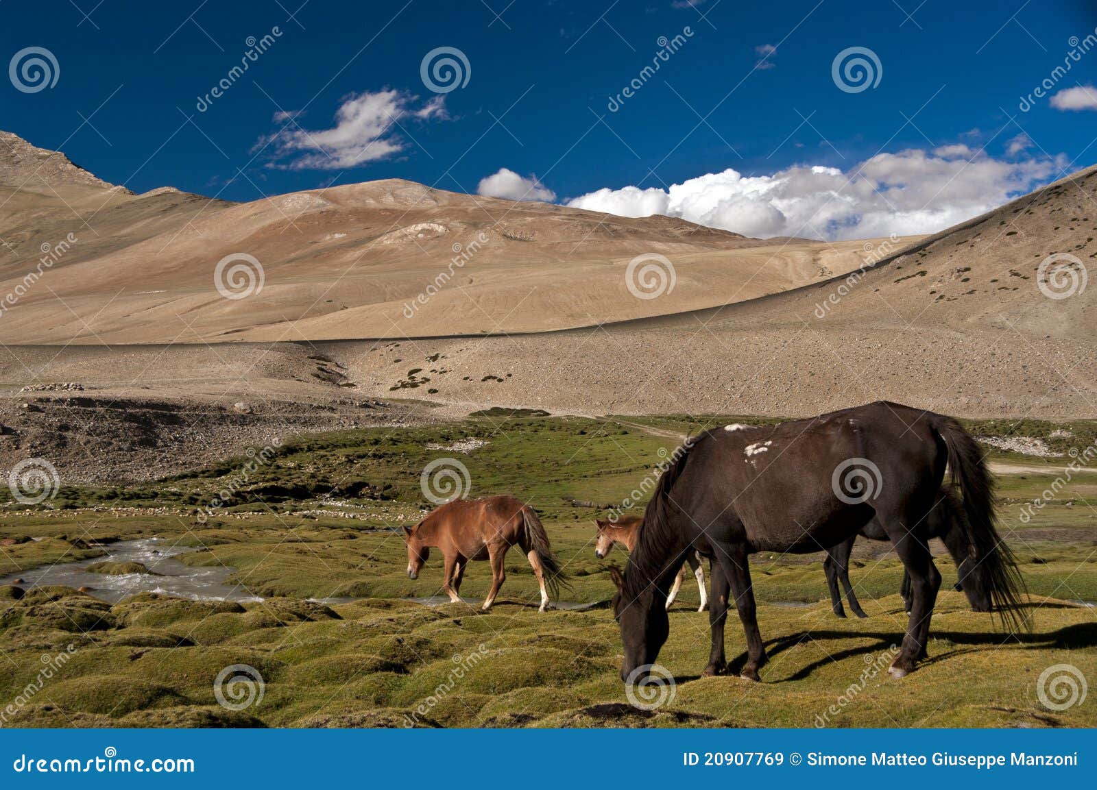horses in karzok, ladakh, india