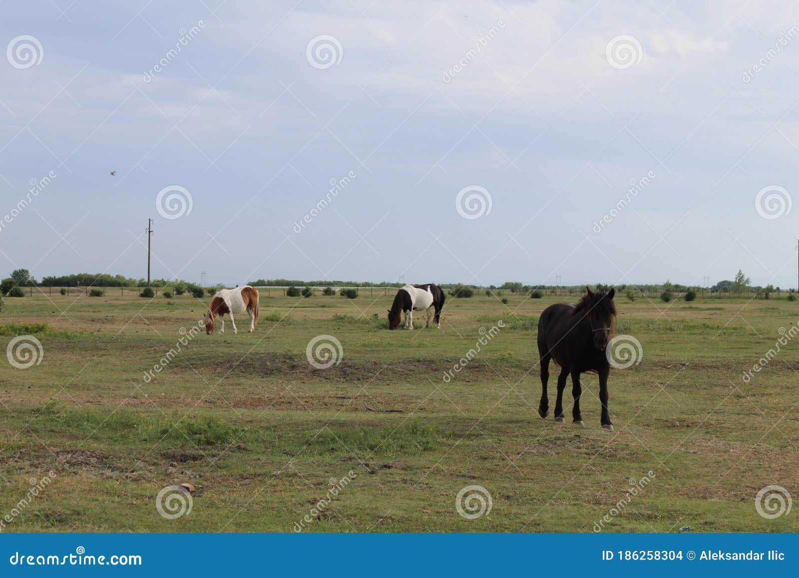 horses lat. equidae