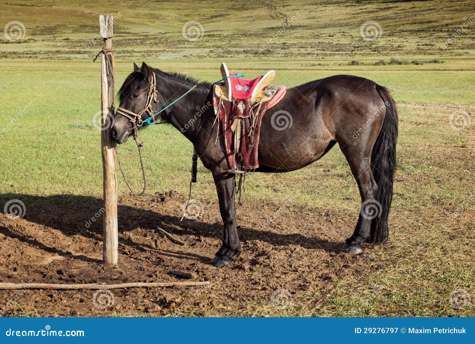 Horses on a leash stock image. Image of nature, grasses 29276797