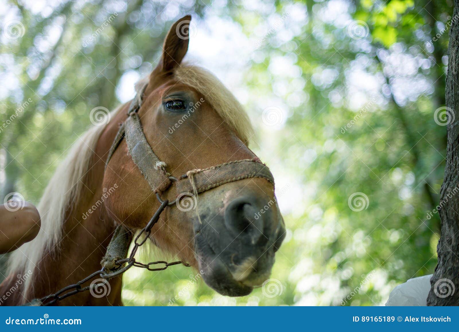 back in focus horse back in focus horse
