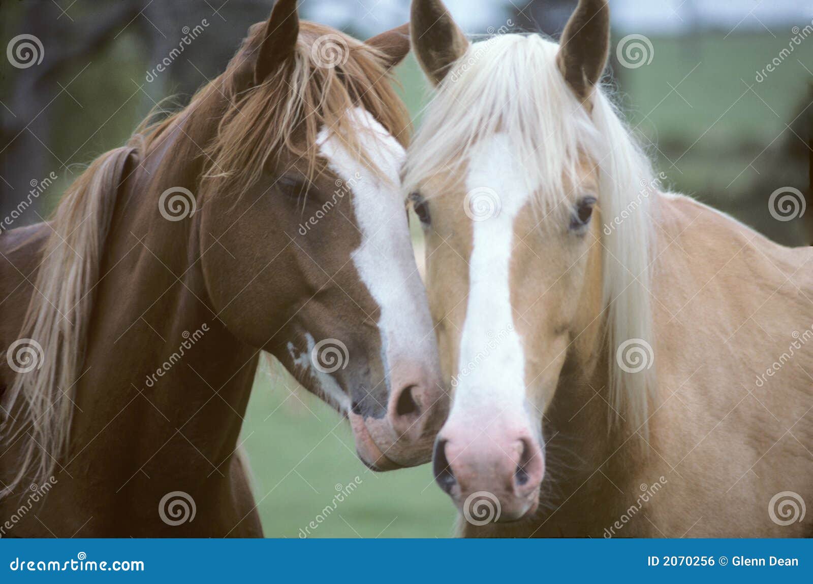 Horses in Love stock photo. Image of amorous, connect 2070256