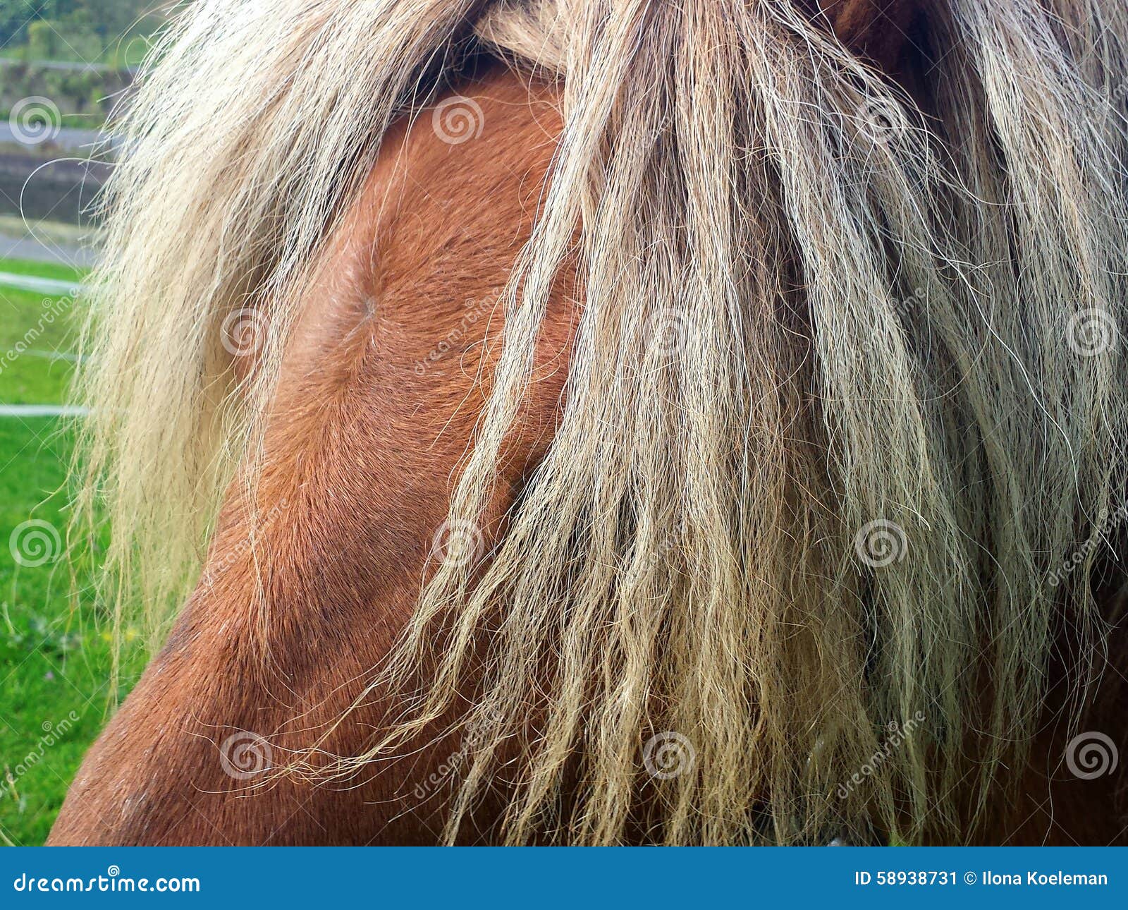 Horses mane covering eyes stock image. Image of horizontal 58938731