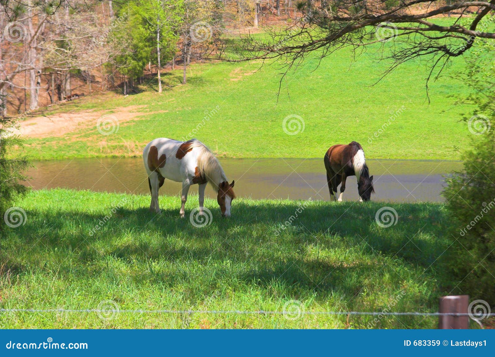 Horses & meadows 2a stock image. Image of painted, grazing 683359