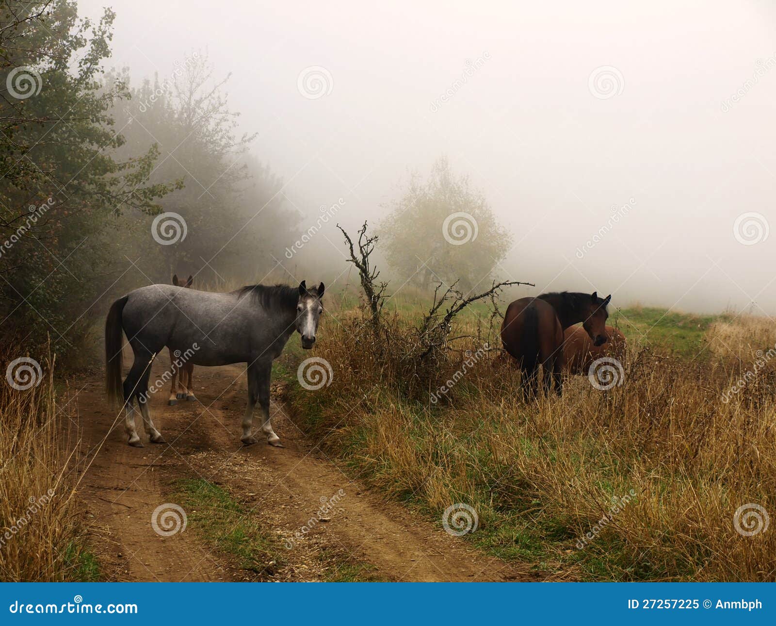 Horses in the mist stock image. Image of pasture, nature 27257225