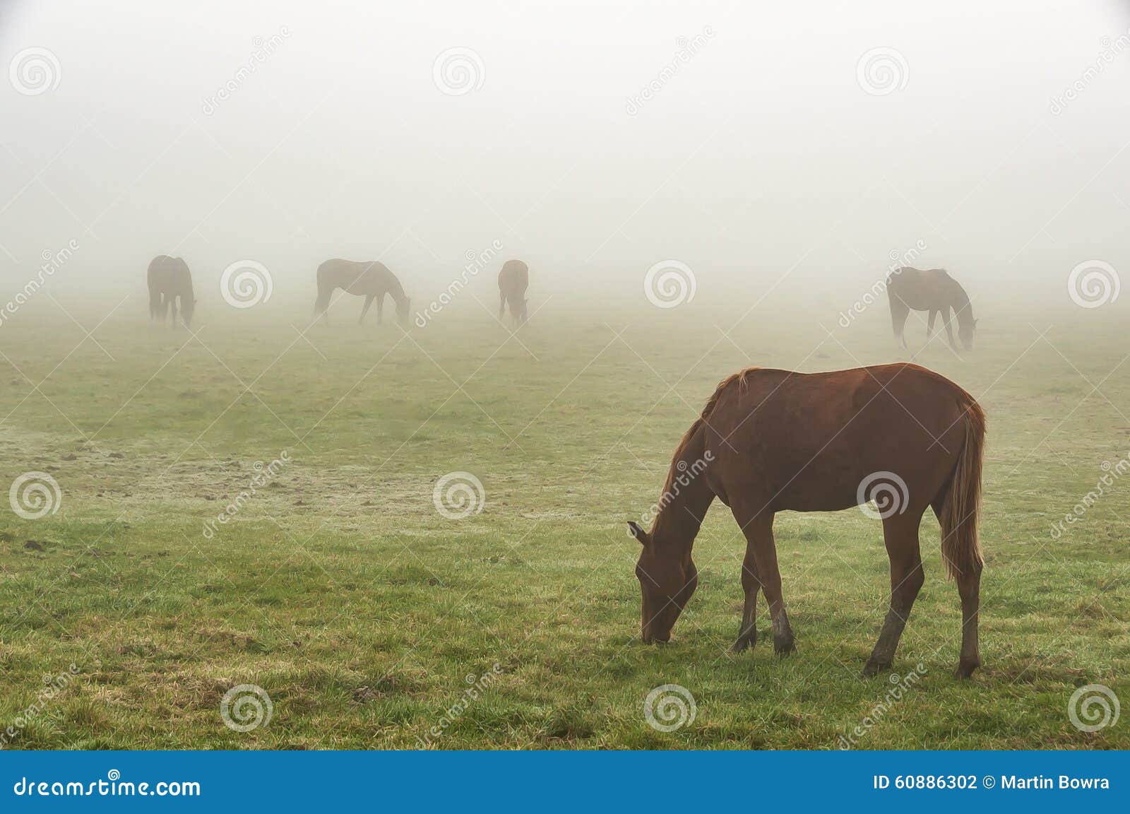 Horses in the mist stock photo. Image of animal, grassland 60886302