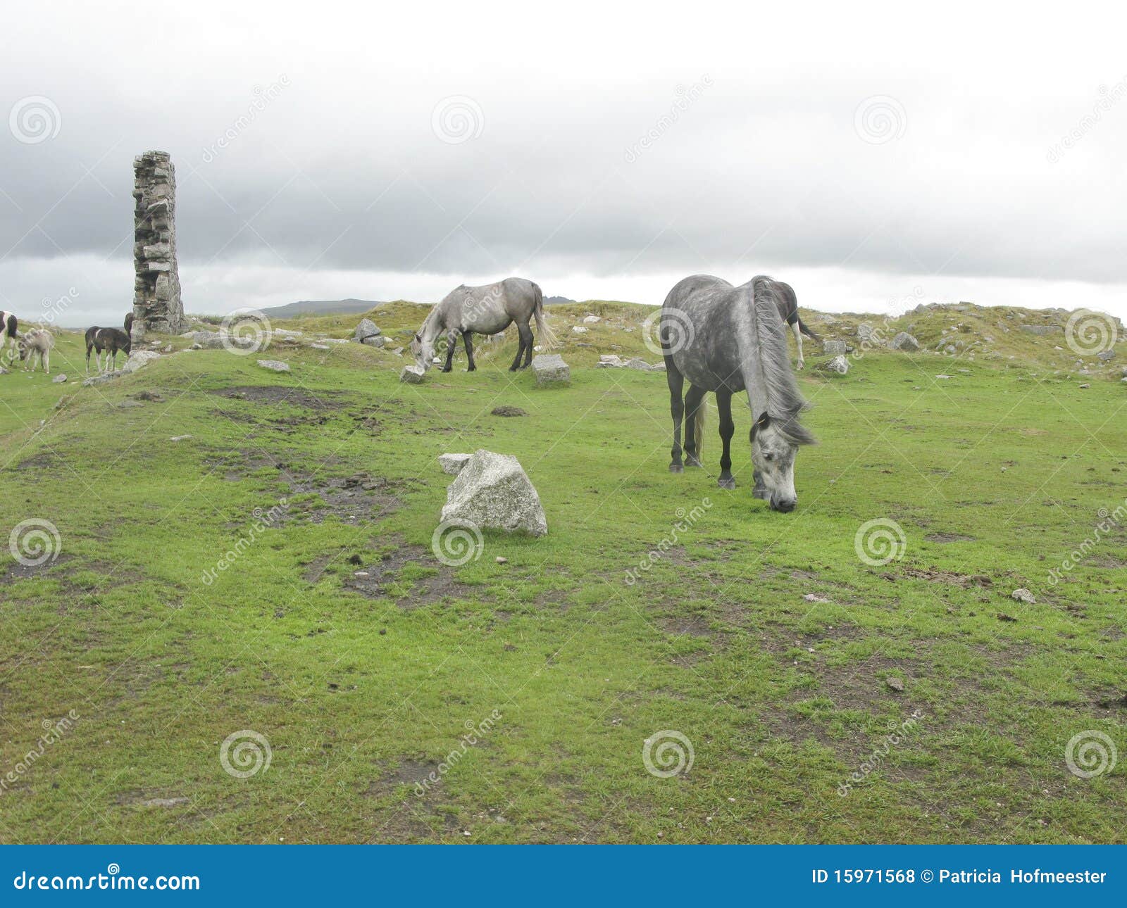 Horses on the Moors of Dartmoor Stock Photo Image of moorland