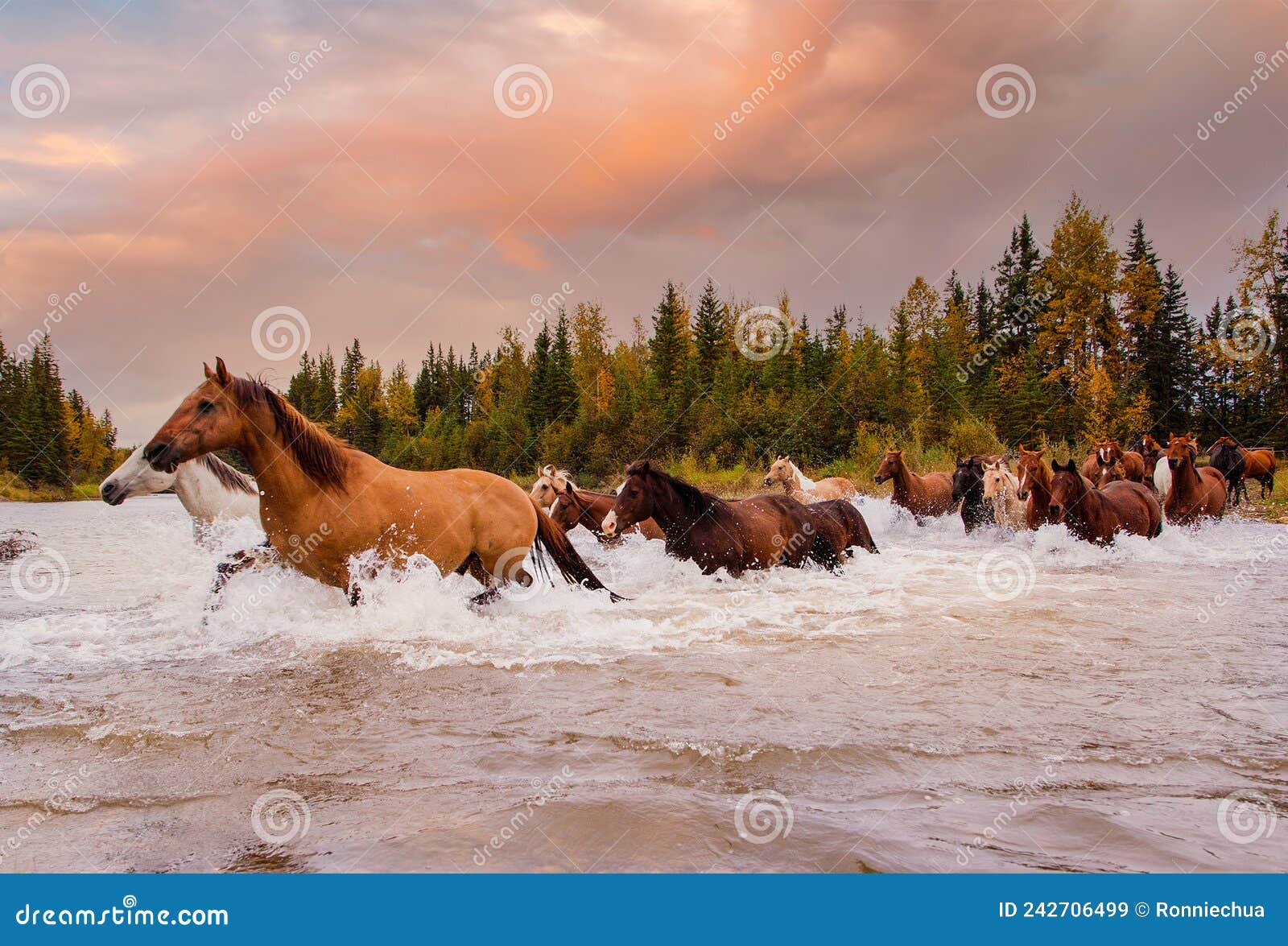 horses in motion galloping  across a river in alberta during autumn