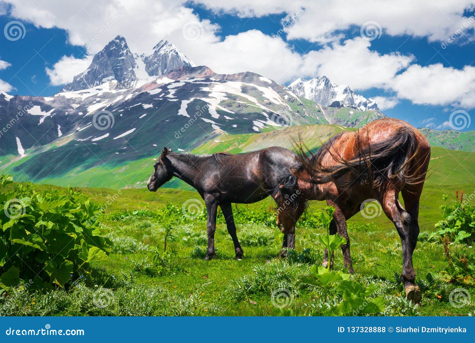 Horses in Mountain Valley of Stock Photo Image of farm