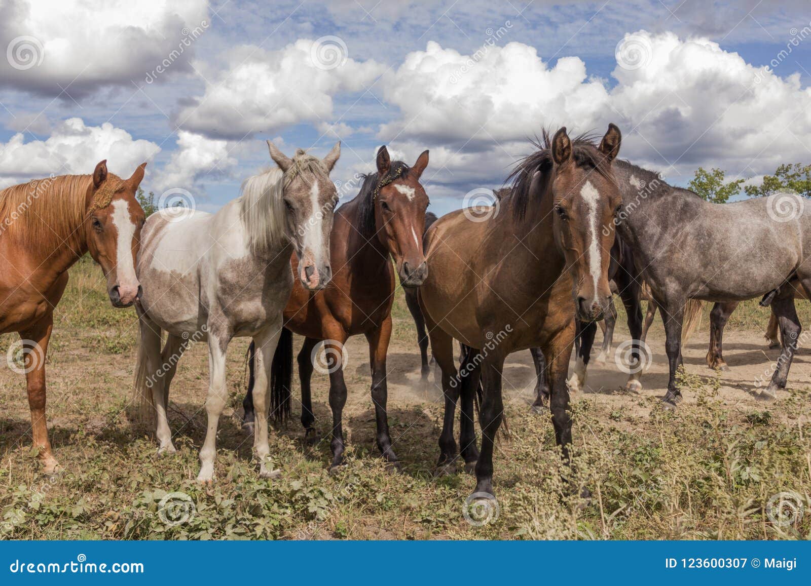 Herd of horses on the pasture land