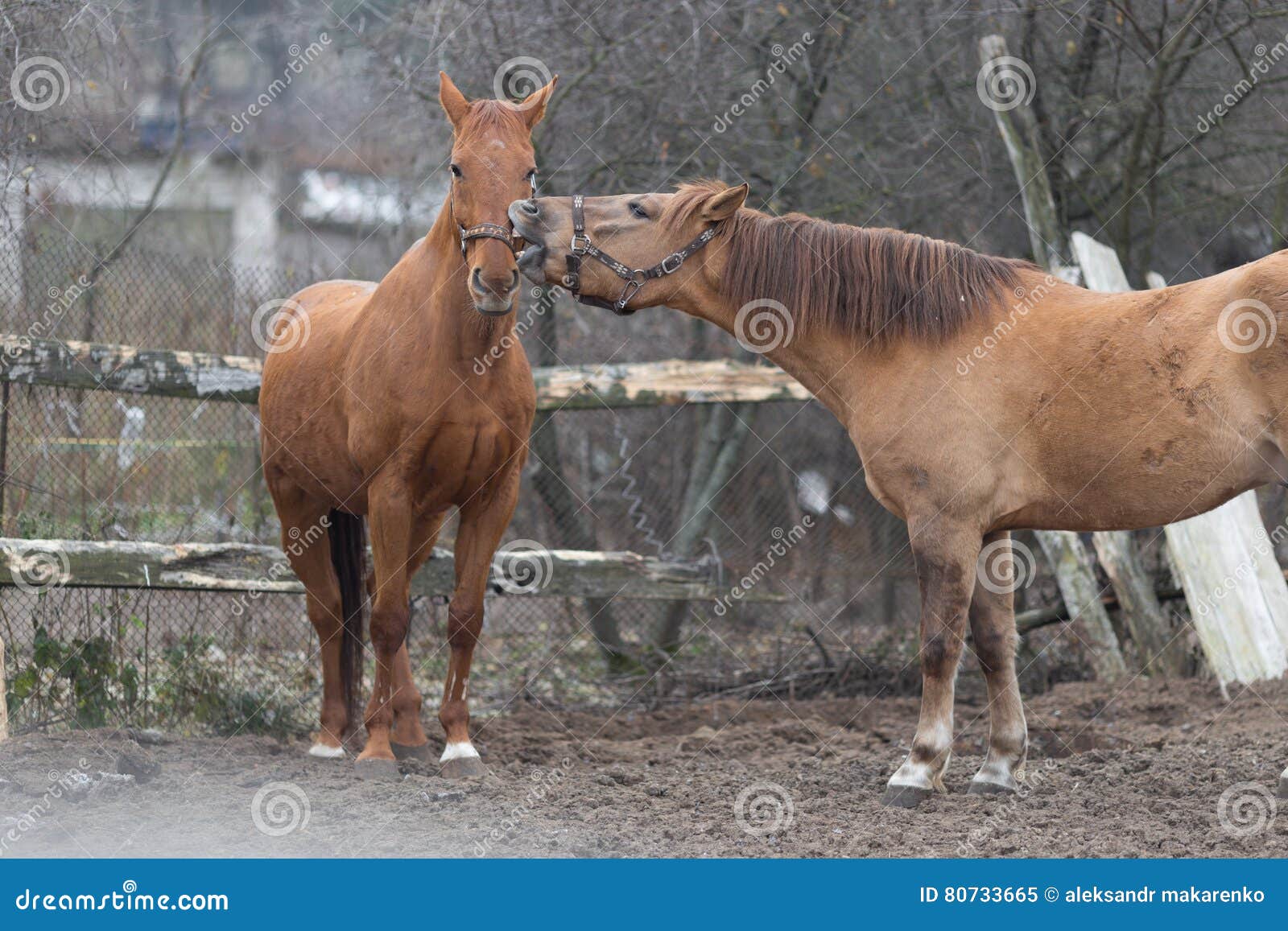 Horses Playing with Each Other on a Farmstead Stock Image Image of
