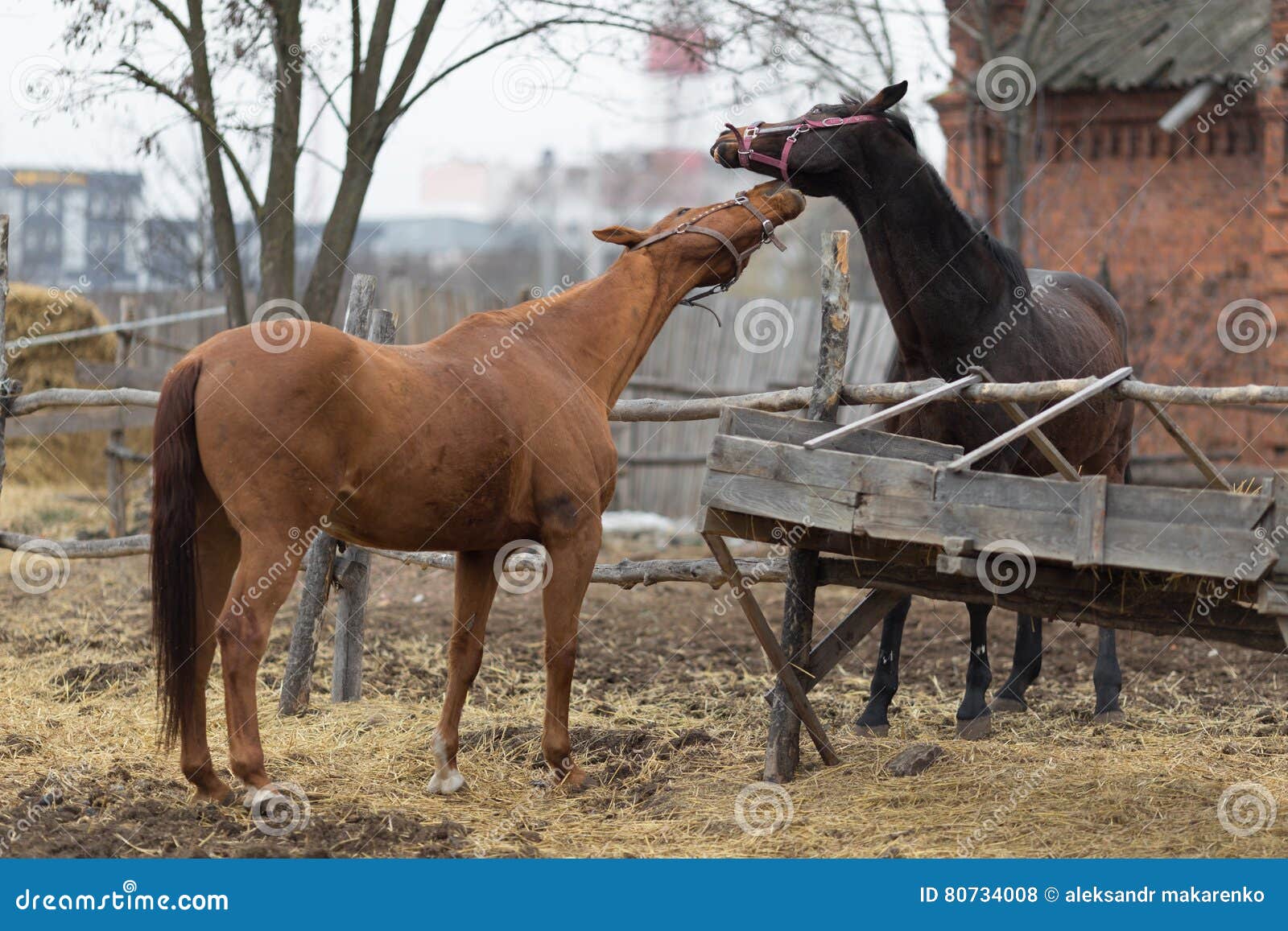 Horses Playing with Each Other on a Farmstead Stock Photo Image of