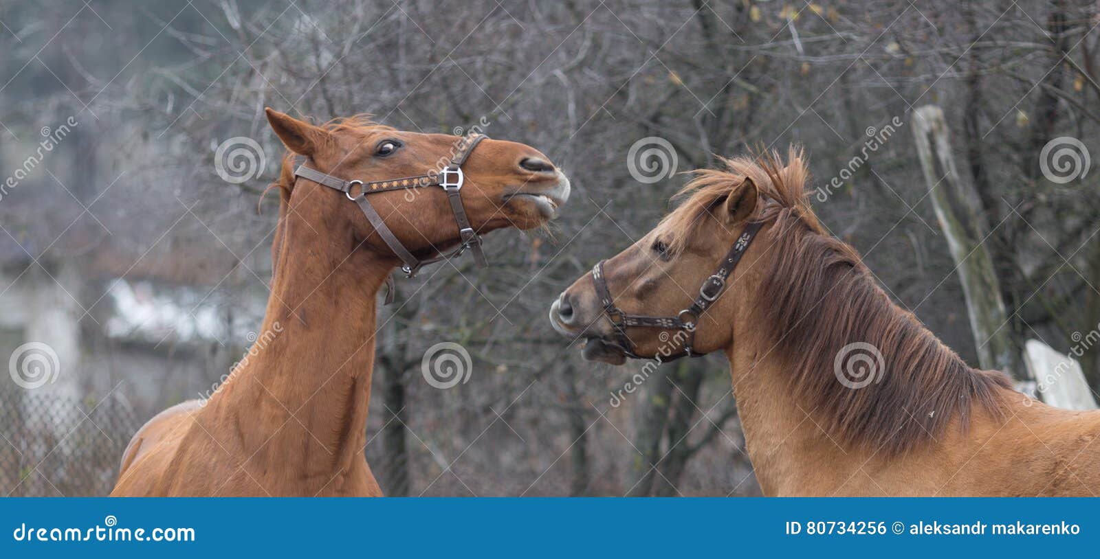Horses Playing with Each Other on a Farmstead Stock Photo Image of