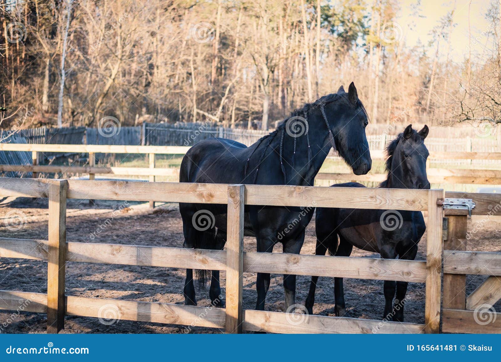 Horses and Pony in a Horse Farm Stock Image Image of animal, close