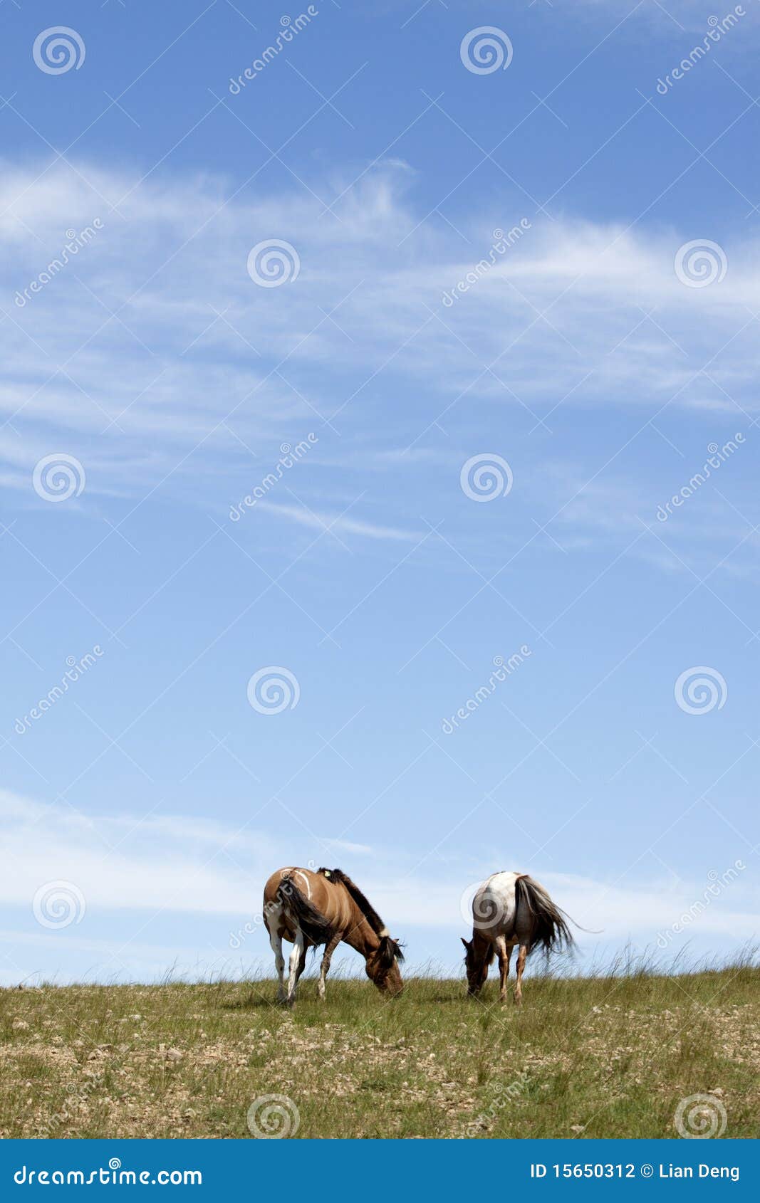 horses in prairies