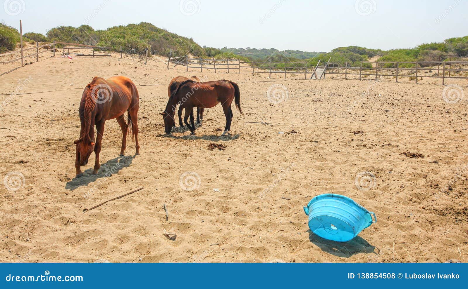 horses at provisional, unkept yard near beach on a hot day, broken blue plastic basin in foreground