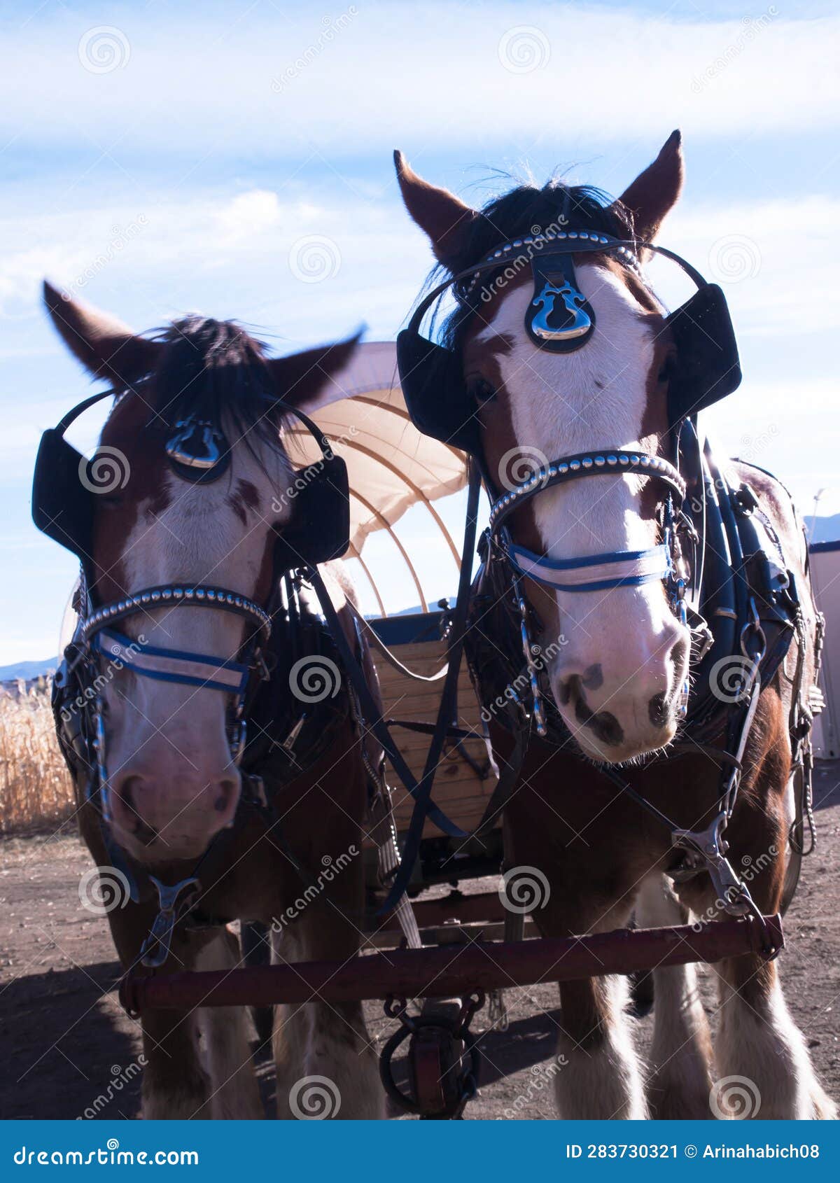Horses pulling a carriage stock image. Image of nature 283730321