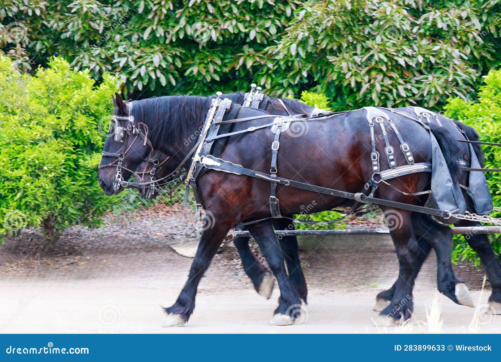 Horses Pulling a Carriage through a Picturesque Countryside Stock Image