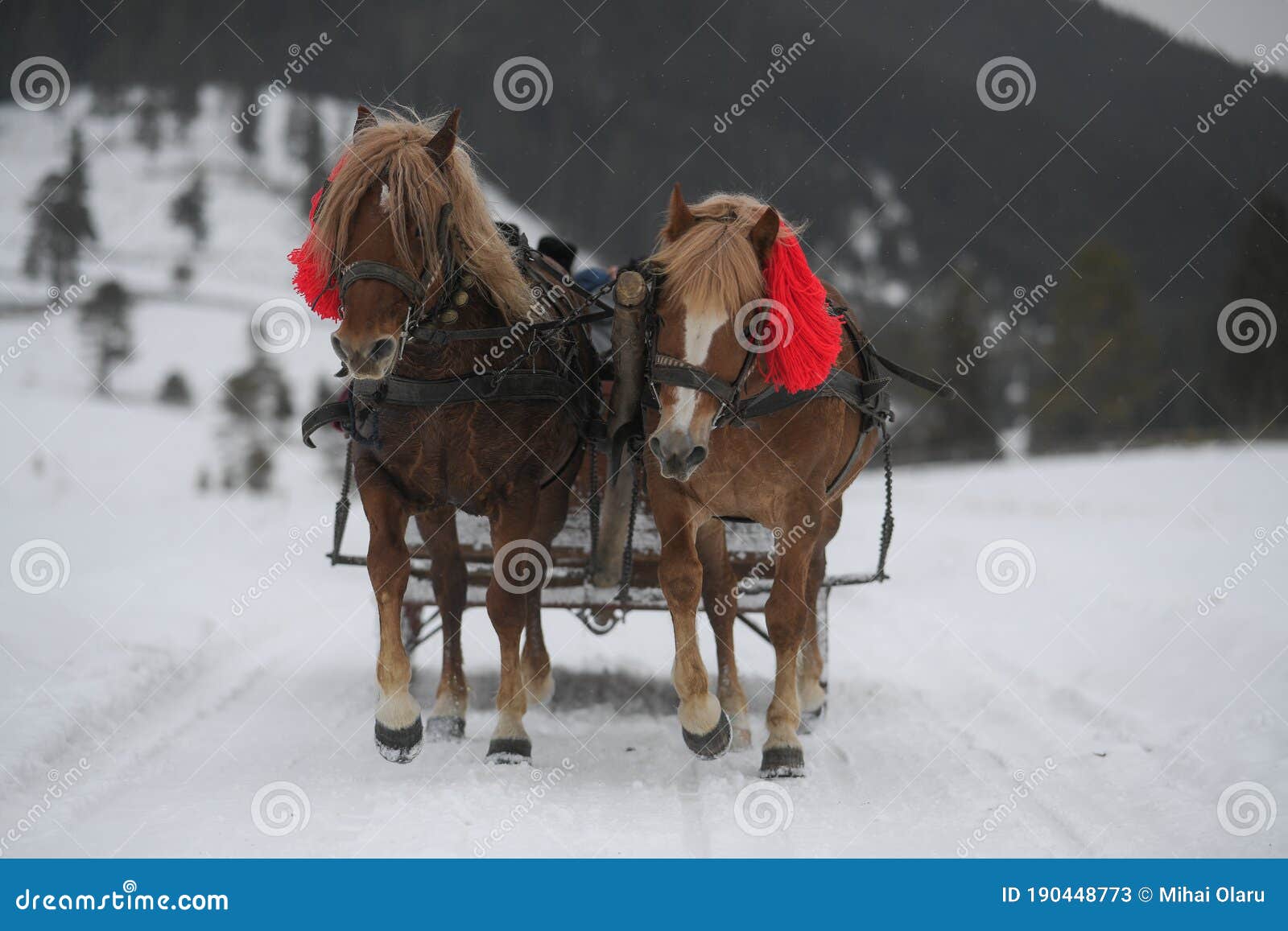 Horses Pulling the Sleigh in Winter Stock Image Image of reading