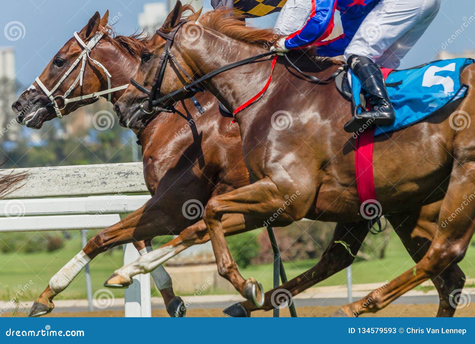 horses-racing-closeup-animal-body-action