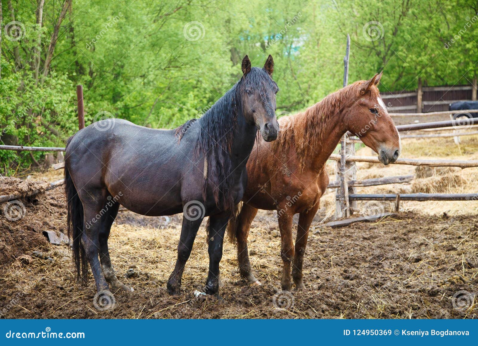 Horses in the rain stock image. Image of mare, beauty 124950369