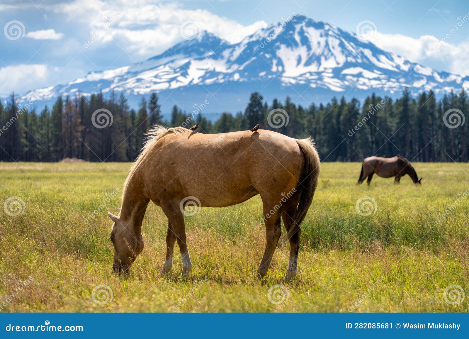 Horses on a Ranch in Central Oregon with the Cascade Mountains Stock