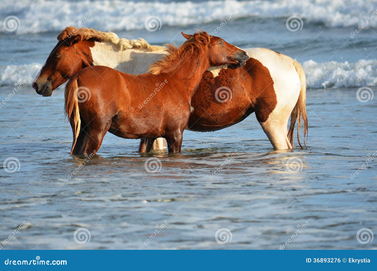 horses relaxing at the beach, playa el espino