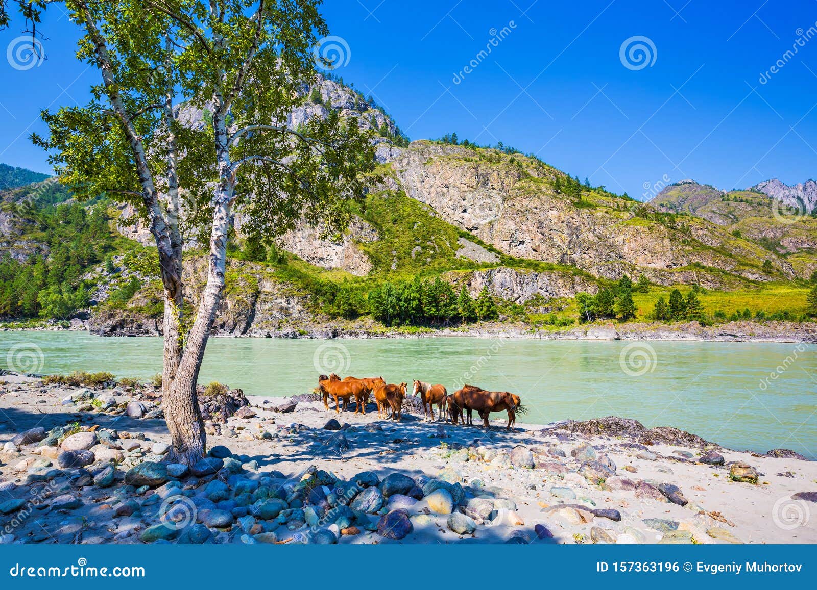 Horses By The River Gorny Altai Siberia Russia Stock Photo Image