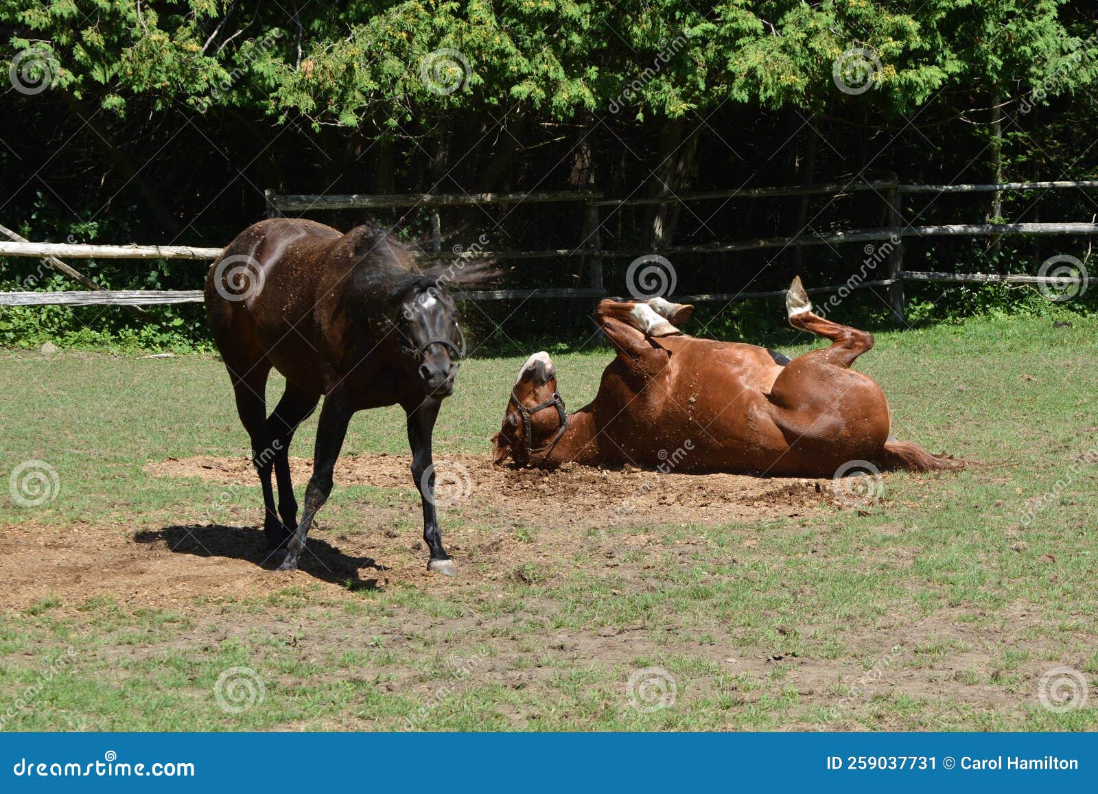 Horses rolling in pasture stock image. Image of behaviour 259037731