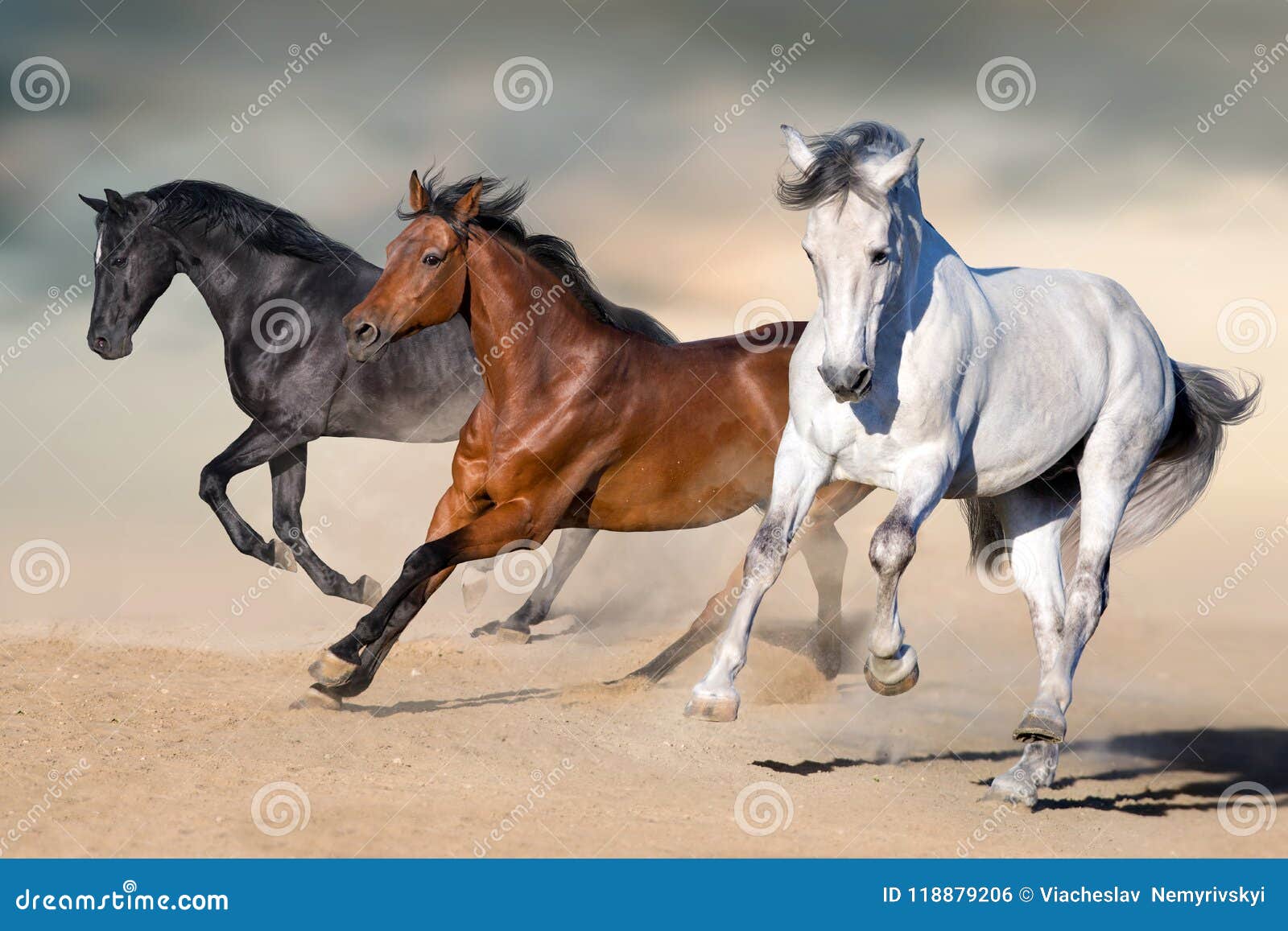 horses run gallop