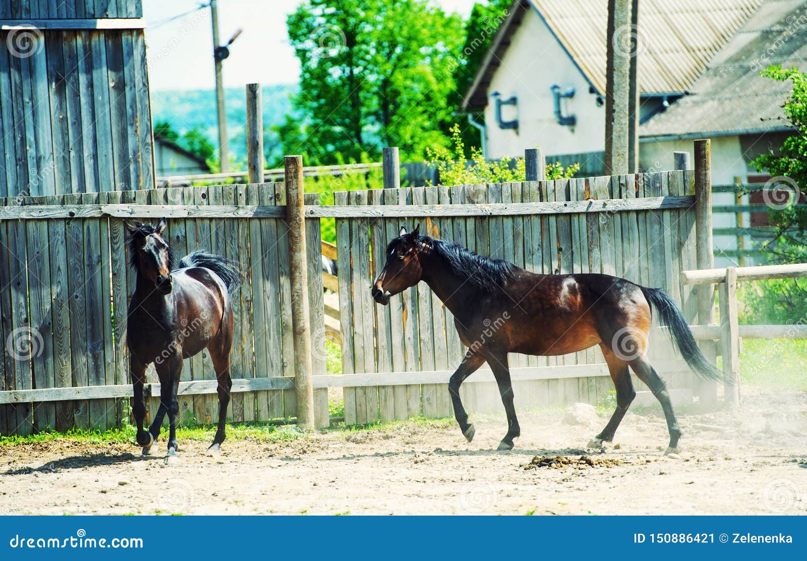 Horses Run Gallop in Meadow Stock Image Image of meadow, racehorse