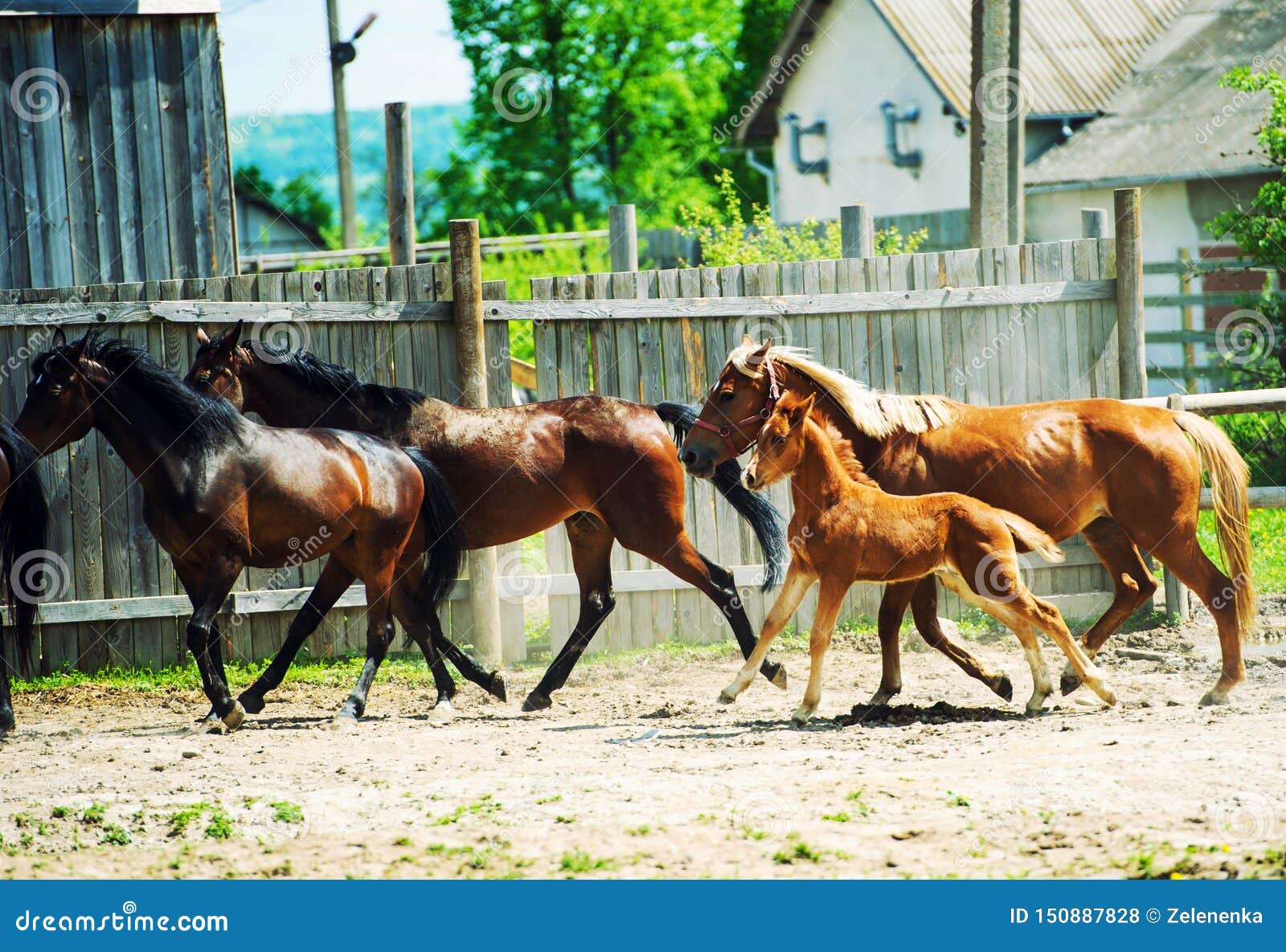 Horses Run Gallop in Meadow Stock Photo Image of power, freedom