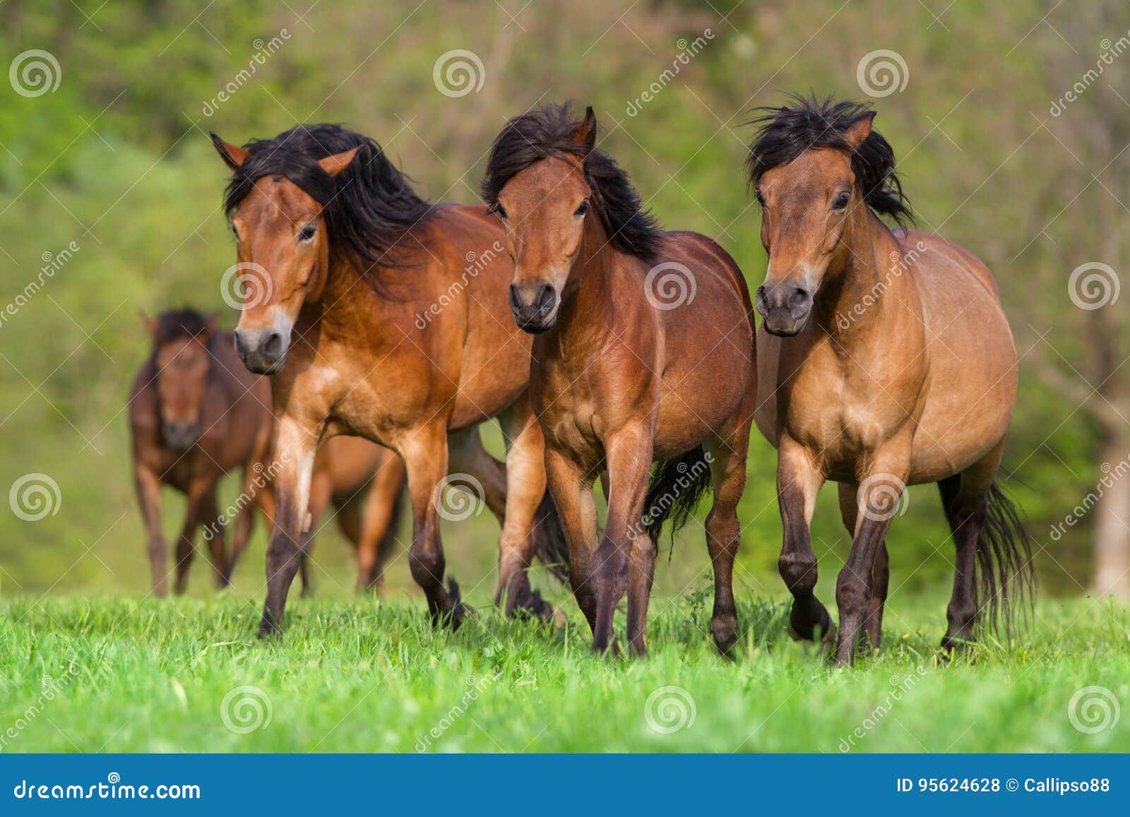 Horses run on pasture stock photo. Image of equestrian 95624628