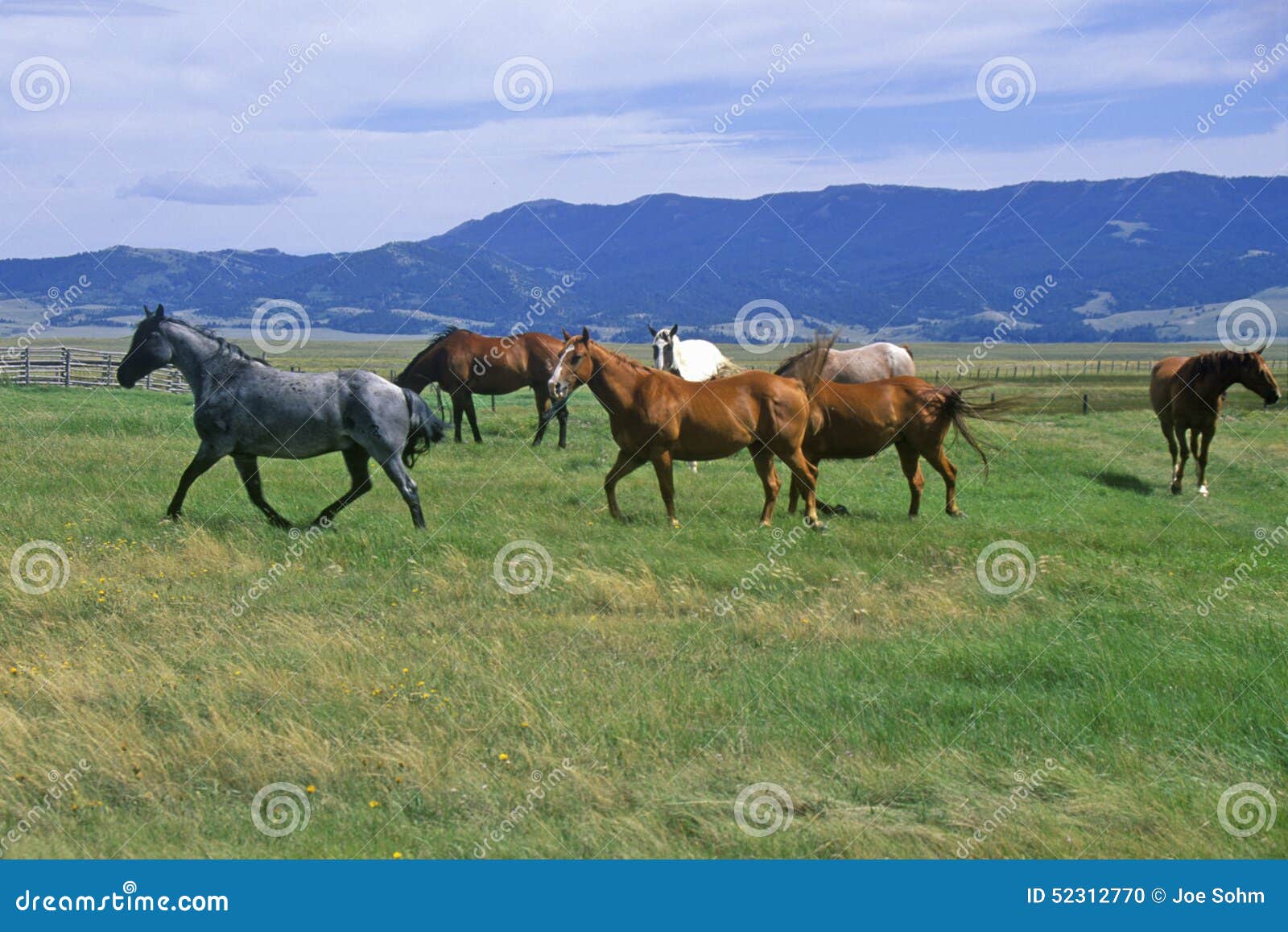Horses Running in Field, Centennial Valley, MT Stock Photo Image of