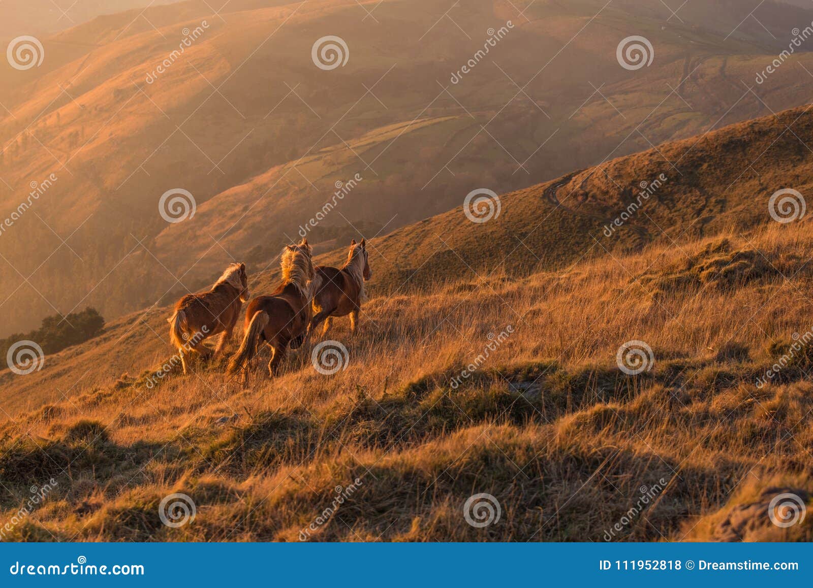 horses running over mountain range into the distance