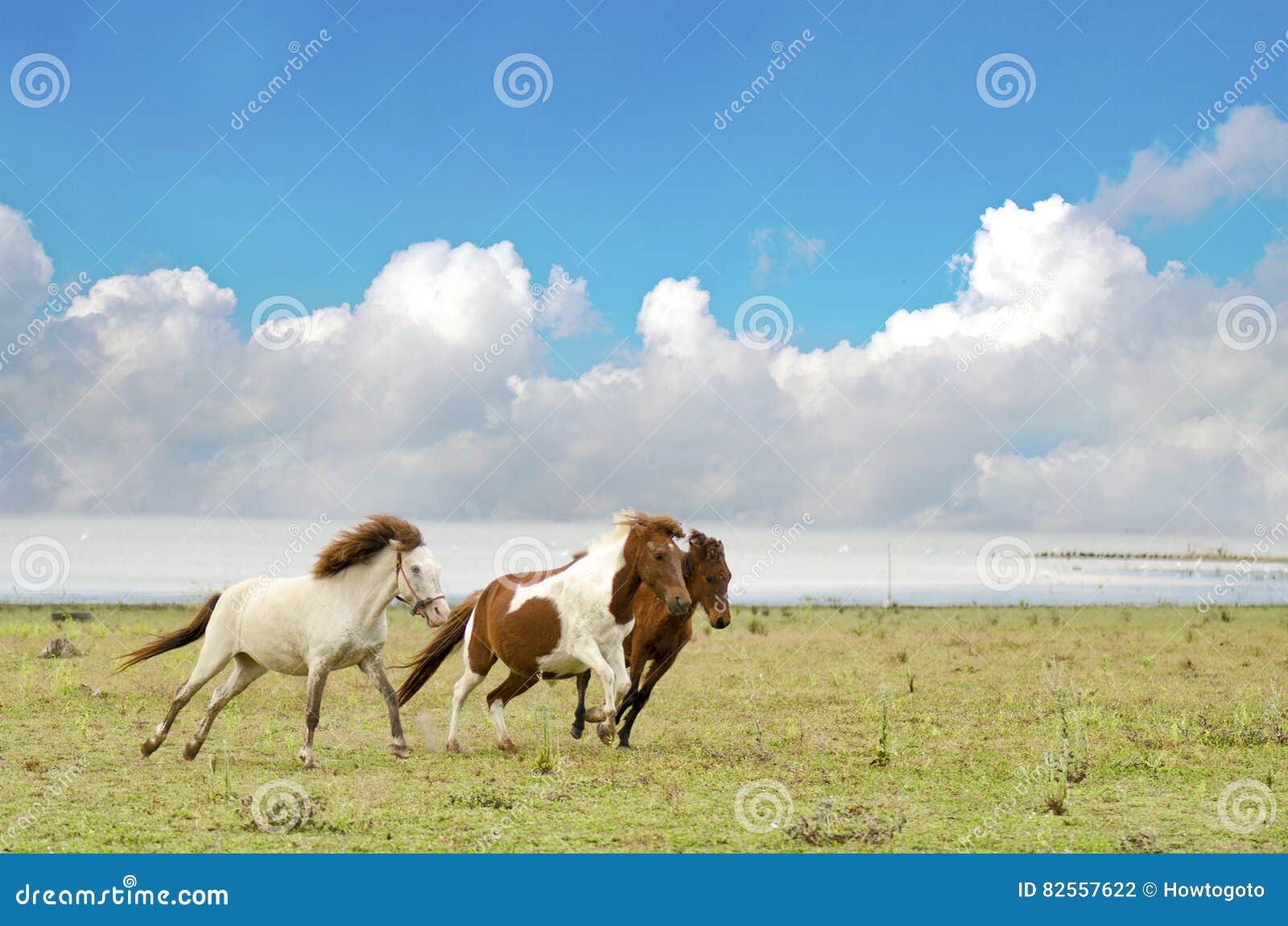 Horses Running in a Pasture with the Blue Sky Stock Photo Image of
