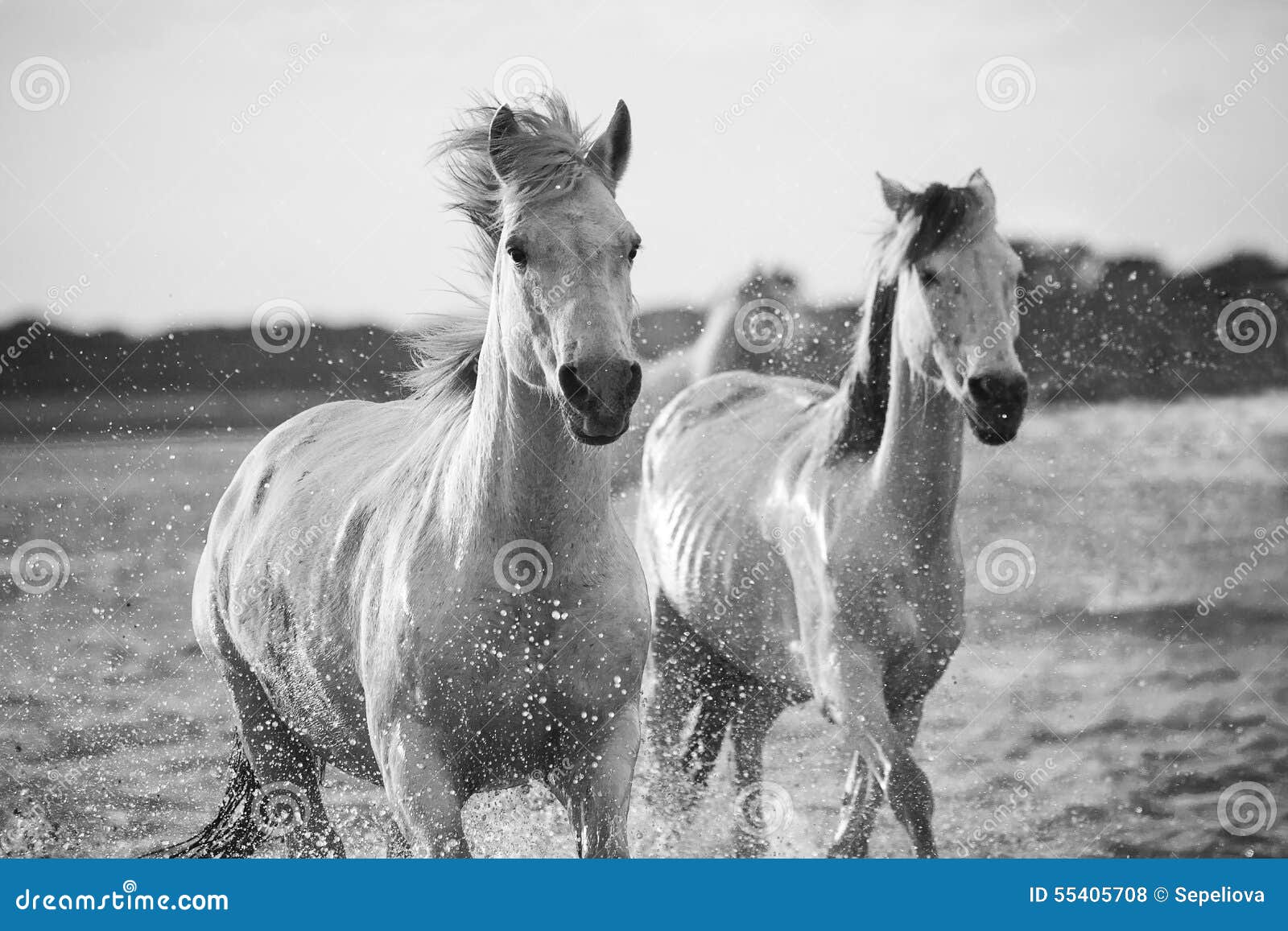 Horses Running in the Water Stock Photo Image of horses, water 55405708