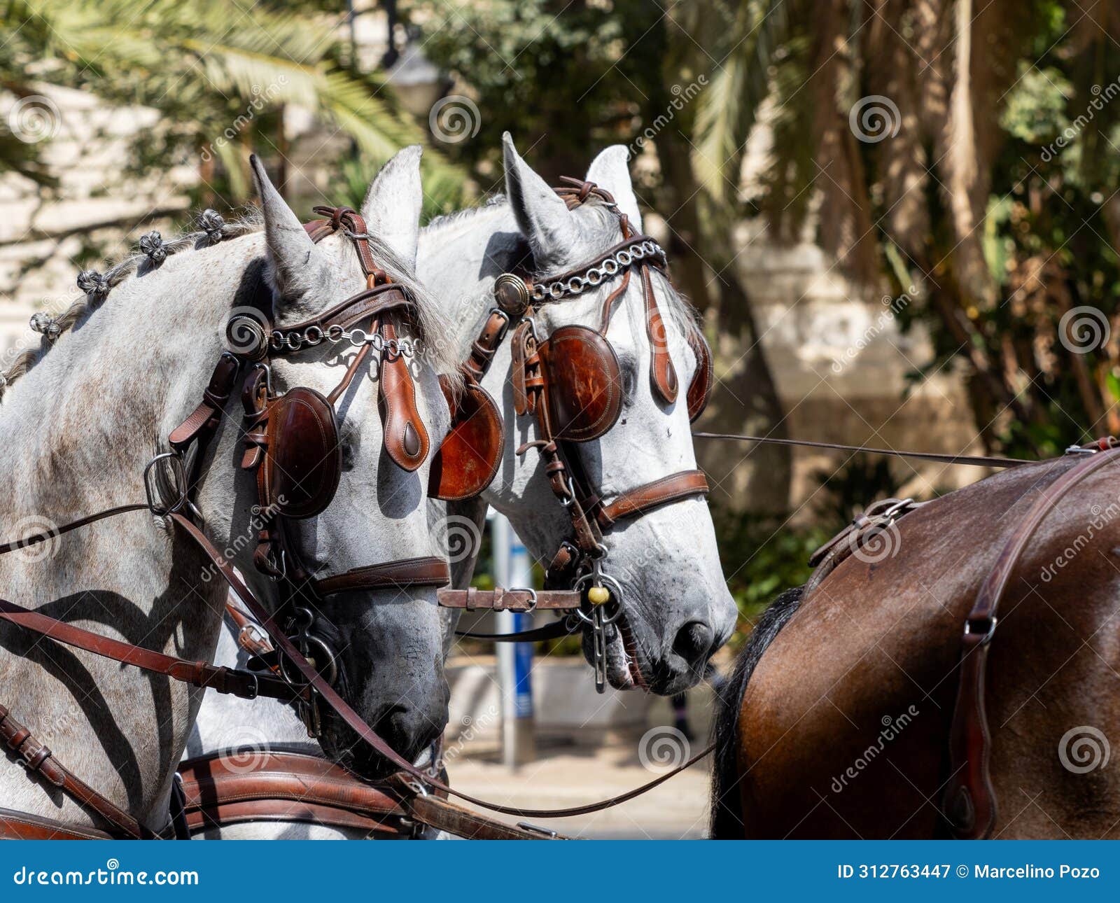 horses with saddlery details for carriage horses at the mÃ¡laga fair