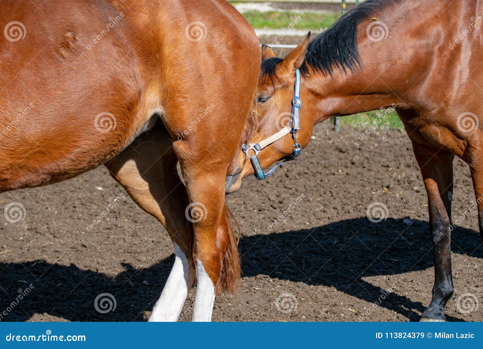 Horses sniff each other stock image. Image of livestock 113824379