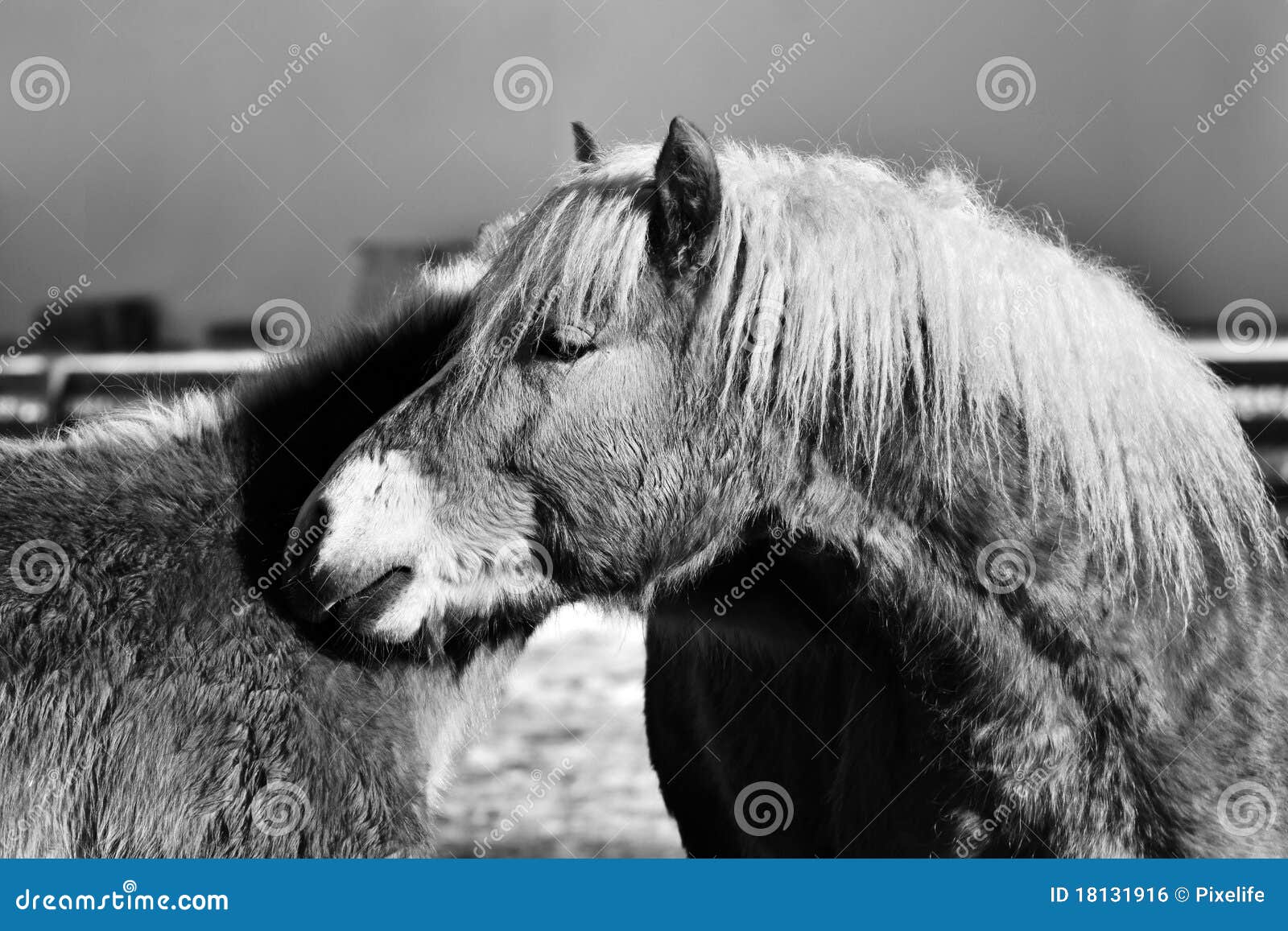 horses south tirol