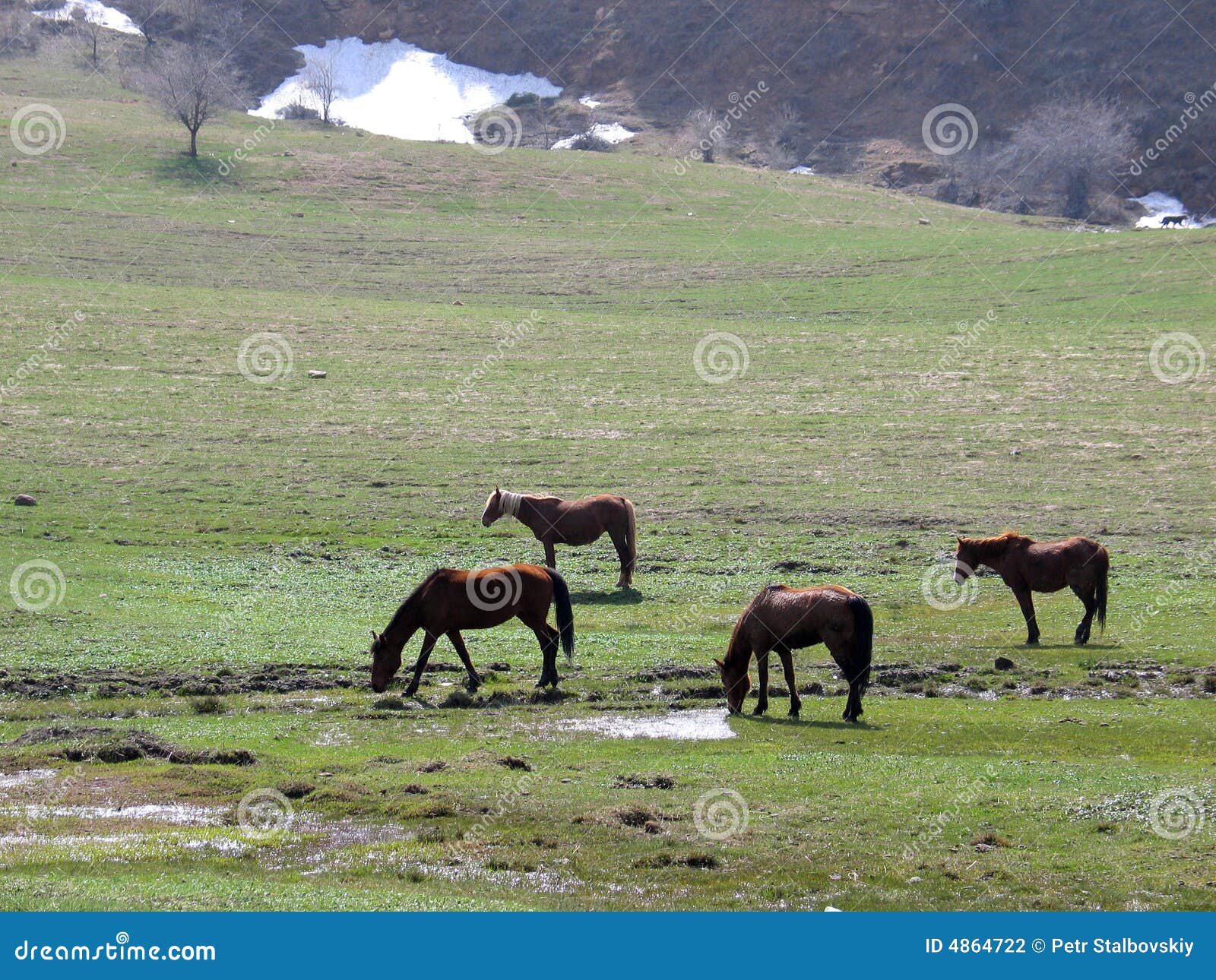 Horses on spring meadow stock photo. Image of outdoors 4864722