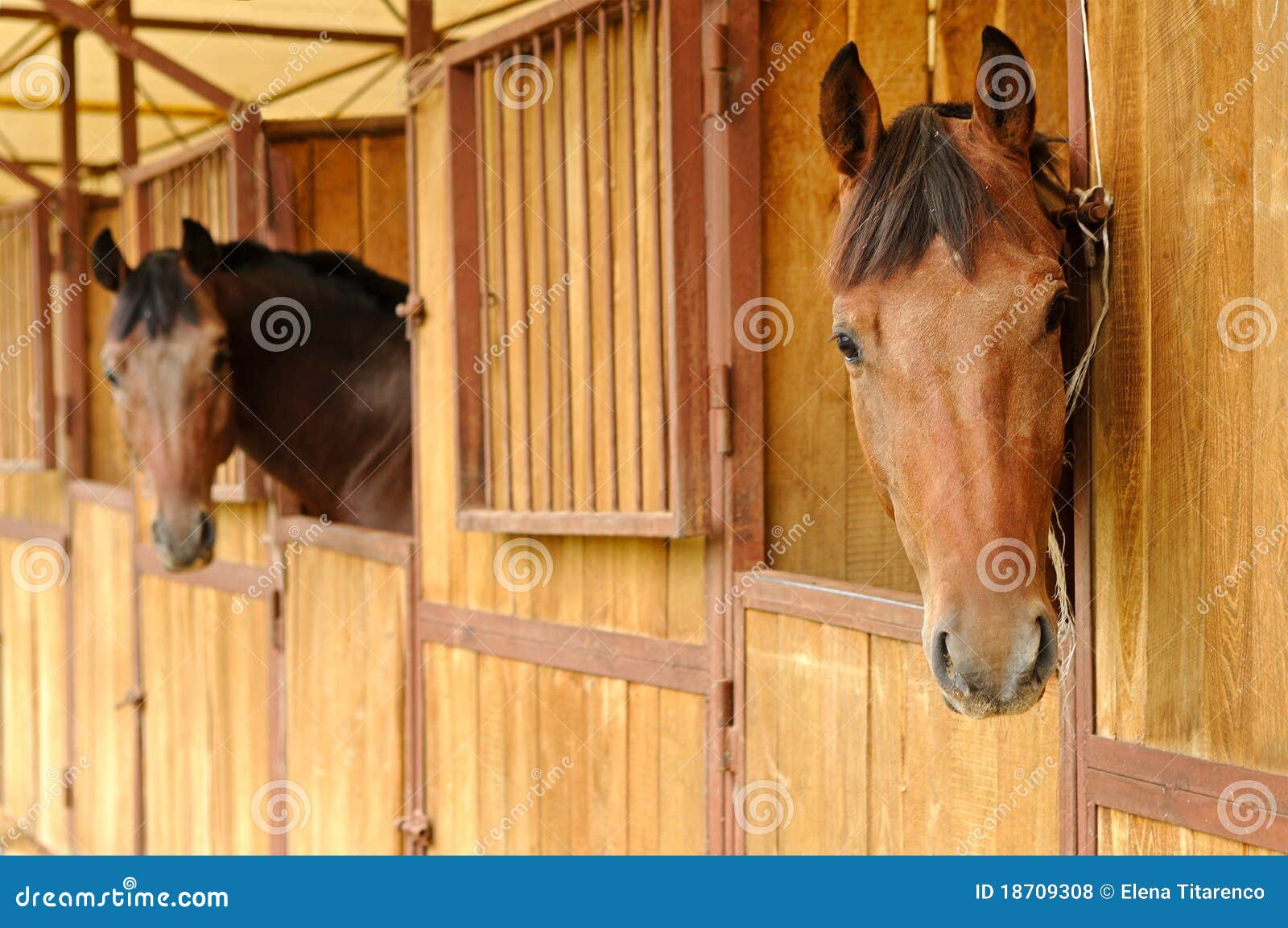 Horses In The Stable Royalty Free Stock Photos Image 18709308