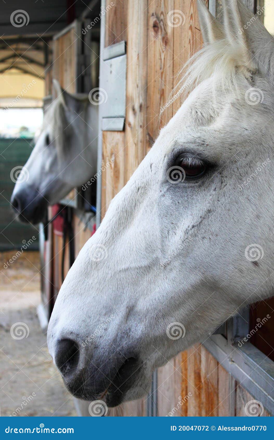 Horses in stables stock photo. Image of barn, ears, equitation 20047072