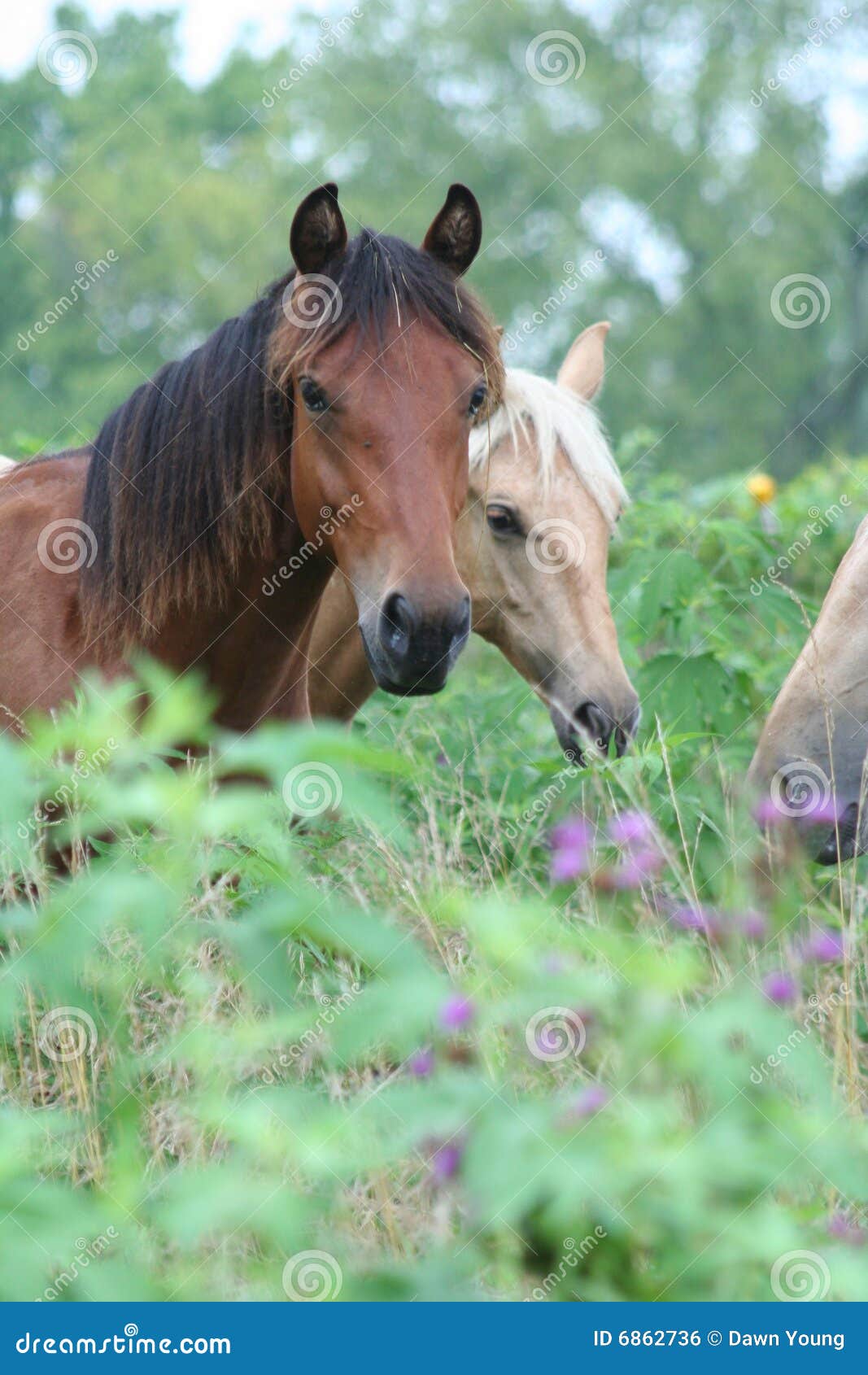 horses stood in countryside
