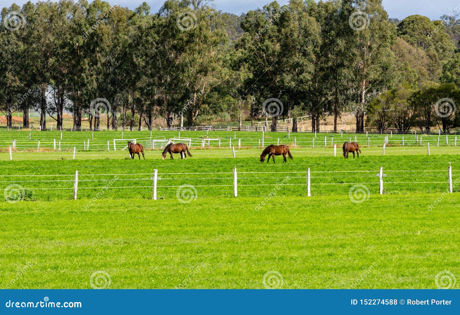 A Horses on a Stud Farm Australia Stock Photo Image of paddock