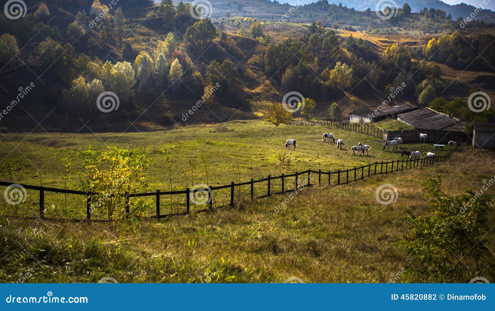 Horses at sunset. In one of the many walks in the evening, I saw the horses grazing in the warm light of the sunset